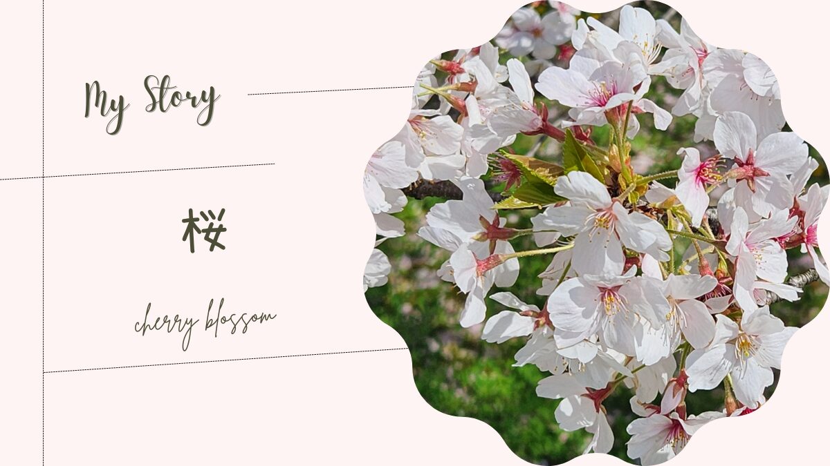 【2024年桜】お花見&丸モ高木陶器「冷感桜」ストレートグラス
